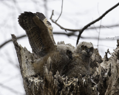 GreatHornedOwl Chagrin River 7.jpg