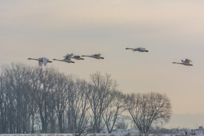 Flight of the Trumpeter Swans