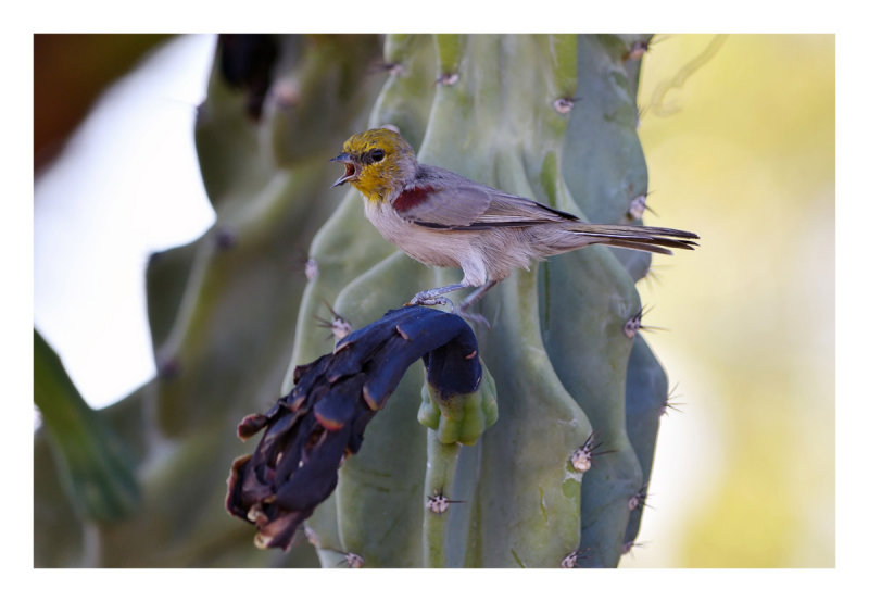 Verdin