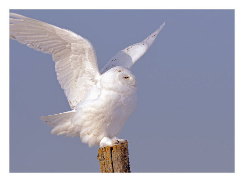 Snowy Owl