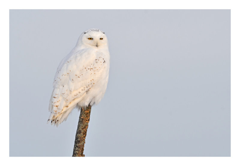 Snowy Owl
