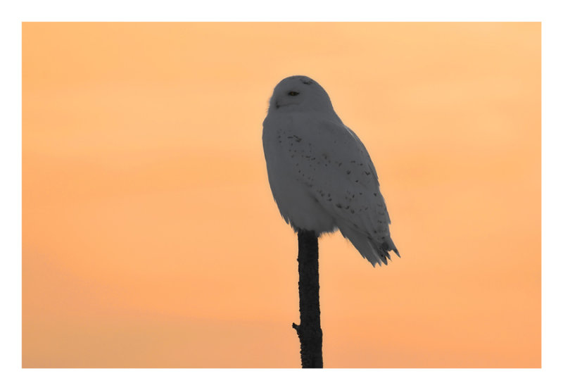 Snowy Owl