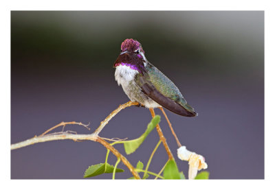 Costas`s Hummingbird,Arizona