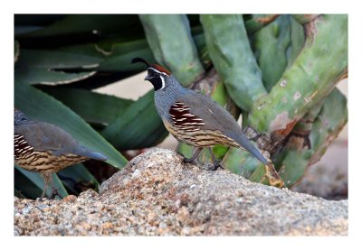 Gambel`s Quail