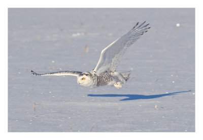 Snowy Owl