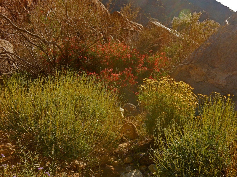 DSCN2097-PalmCanyon.jpg