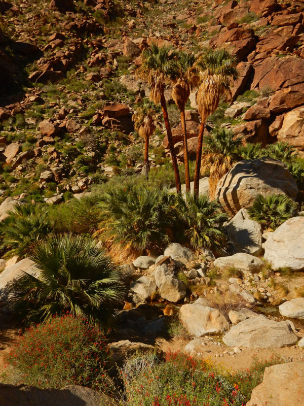 DSCN2109-PalmCanyon-Palms.jpg