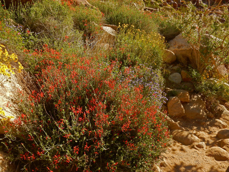 DSCN2110-PalmCanyon-Chuparosa.jpg