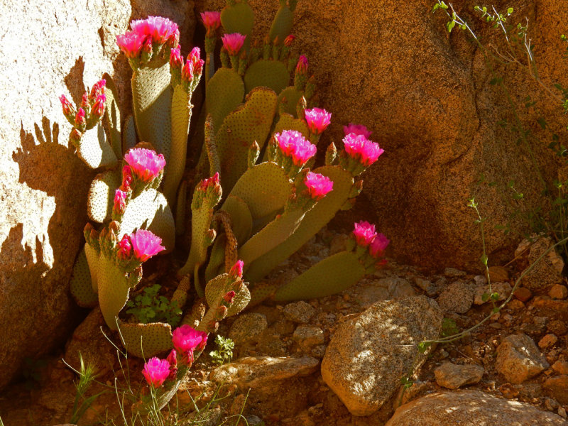 DSCN2112-PalmCanyon-CactusBlooms.jpg