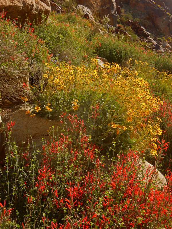 DSCN2113-PalmCanyon-Flowers.jpg