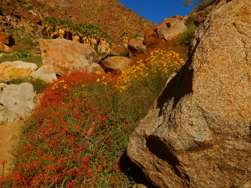 DSCN2116-PalmCanyon-Flowers.jpg