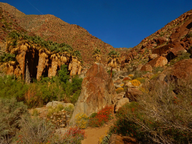 DSCN2125-PalmCanyon-Oasis.jpg