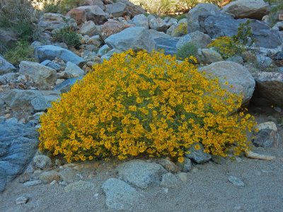 DSCN2071-PalmCanyon-Brittlebush.jpg