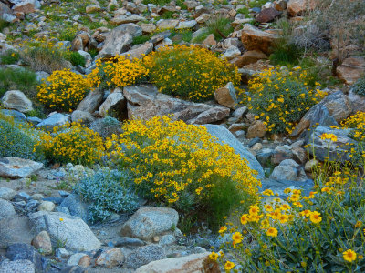 DSCN2073-PalmCanyon-Brittlebush.jpg