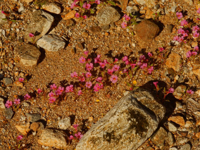 DSCN2077-PalmCanyon-BigelowsMonkeyFlower.jpg