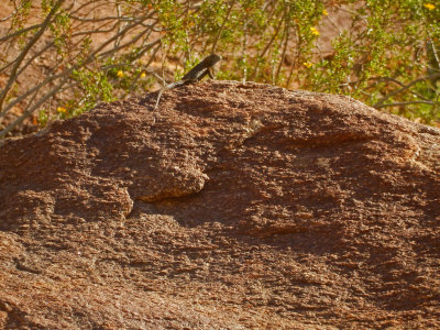 DSCN2107-PalmCanyon-Lizard.jpg