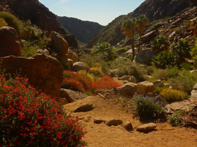 DSCN2118-PalmCanyon-FlowersAndPalms.jpg