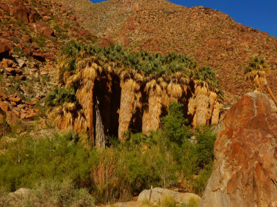 DSCN2124-PalmCanyon-CaliforniaFanPalms.jpg