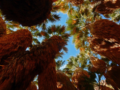 DSCN2130-PalmCanyon-CaliforniaFanPalm.jpg