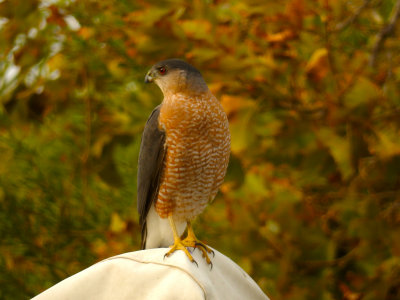 CoopersHawkTelescopePerch_DSCN4675.jpg