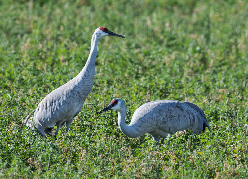 DSC_2288a.jpg