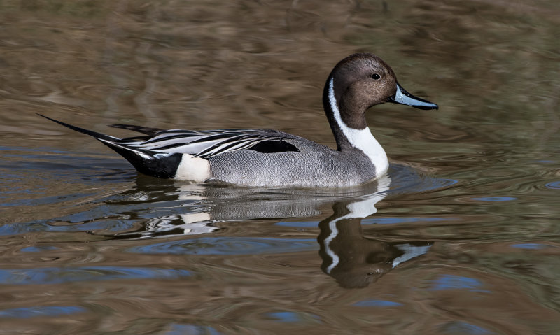 DSC_2490a.jpg