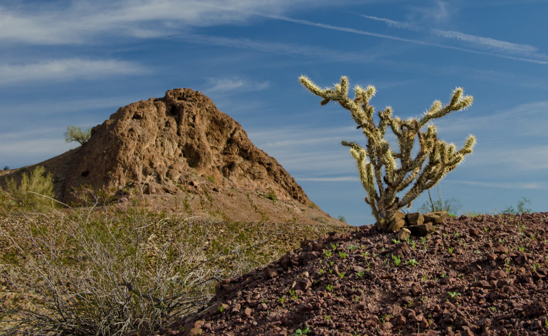 DSC_3199a.jpg