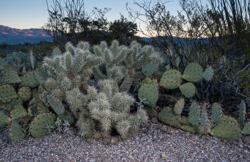 DSC_4477a.jpg