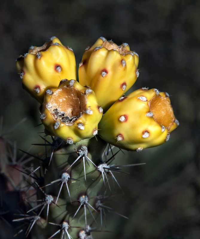 DSC_4635a.jpg
