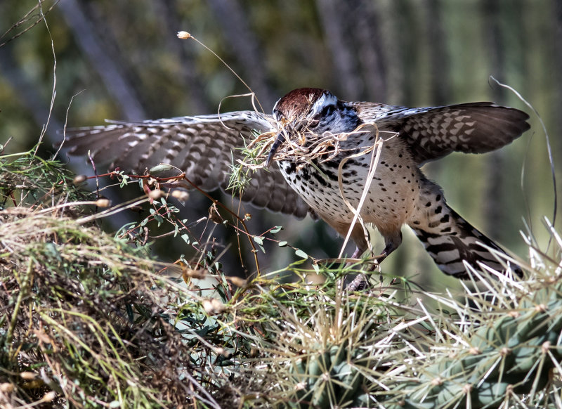 DSC_5298a.jpg