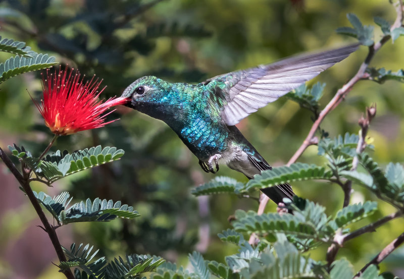 DSC_5532a.jpg