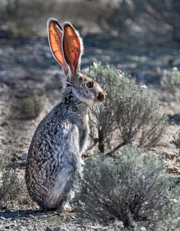 DSC_6799a.jpg