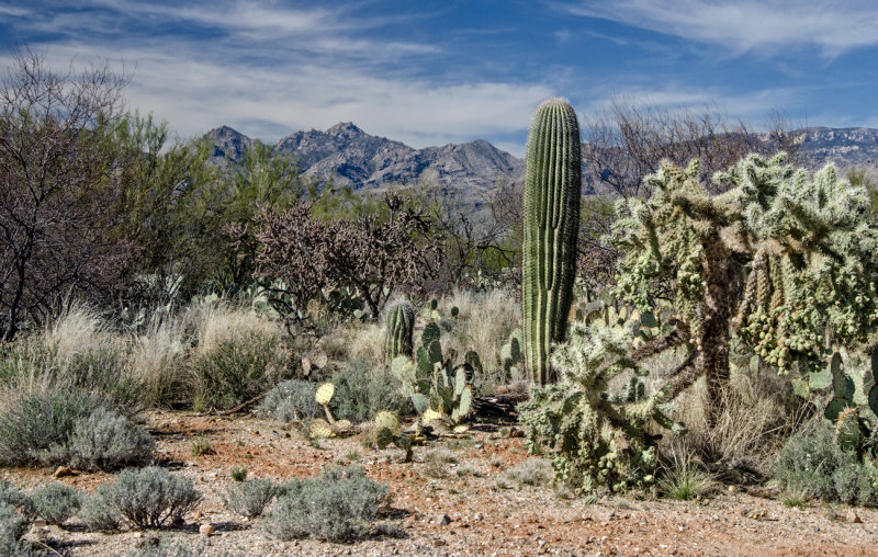 DSC_3306a.jpg