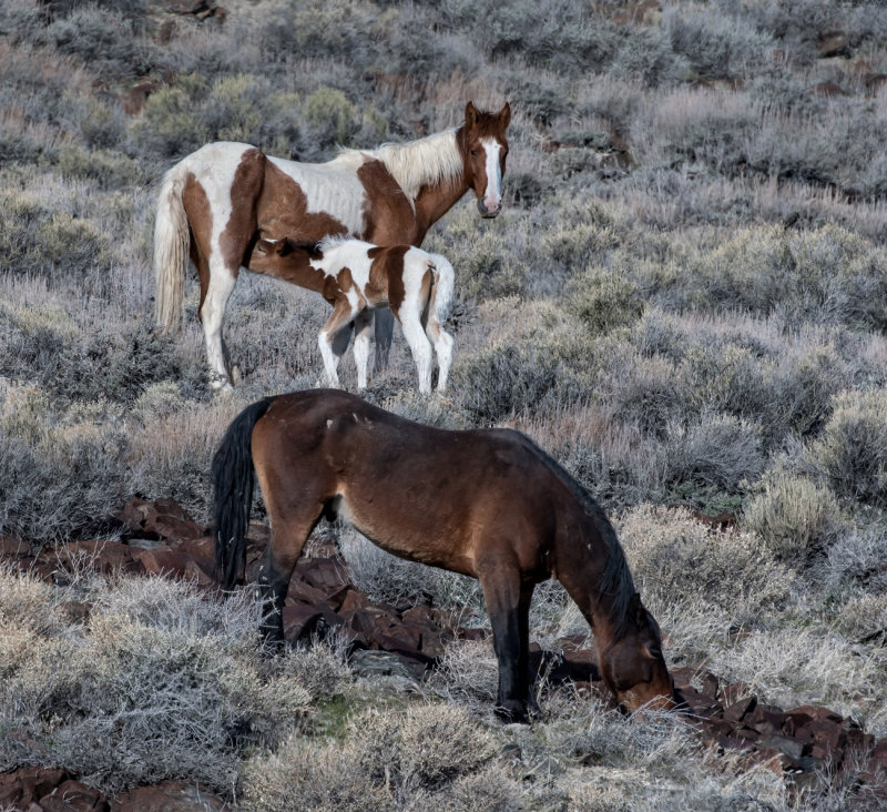 DSC_7446a.jpg