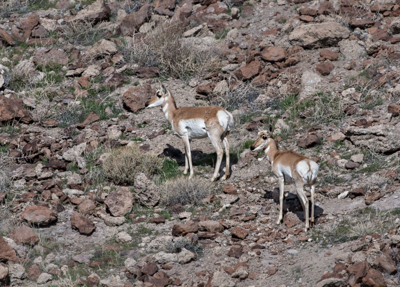 DSC_7773a.jpg