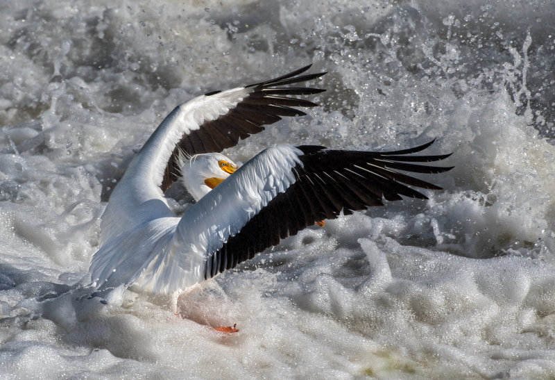 DSC_4446a.jpg