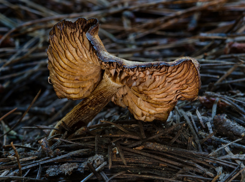 DSC_6481a.jpg