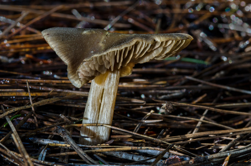 DSC_6491a.jpg