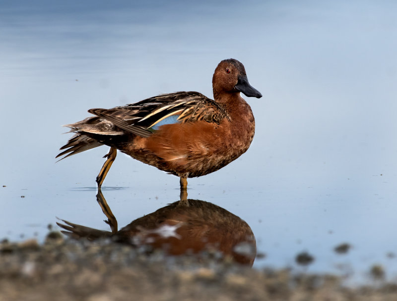 DSC_8713a.jpg