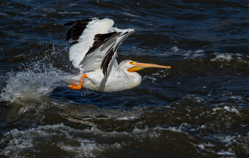 DSC_3622a.jpg