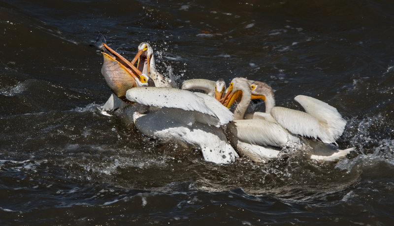 DSC_5592a.jpg