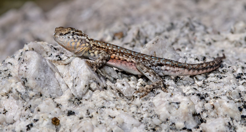 DSC_7658a.jpg