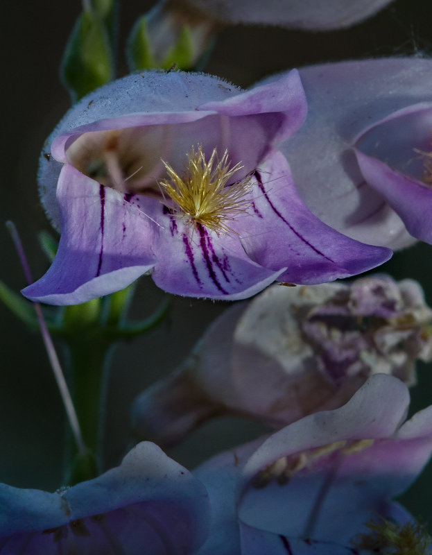 DSC_7965a.jpg