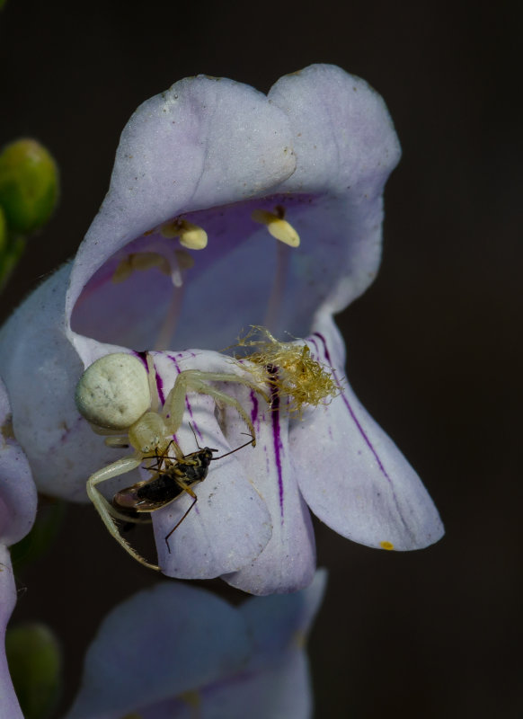 DSC_8000a.jpg
