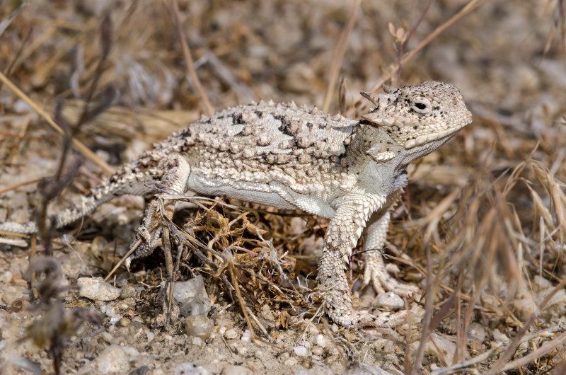 DSC_8061a.jpg
