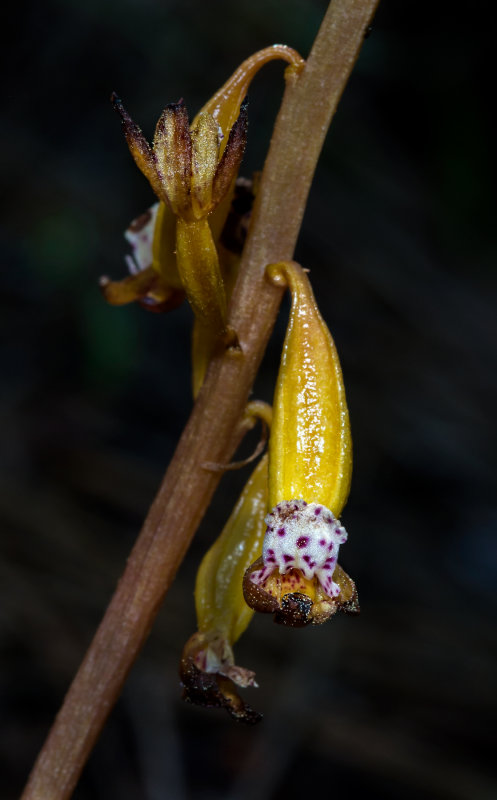 DSC_9089a.jpg