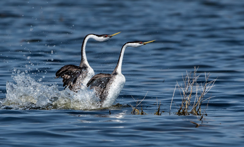 DSC_3069a.jpg