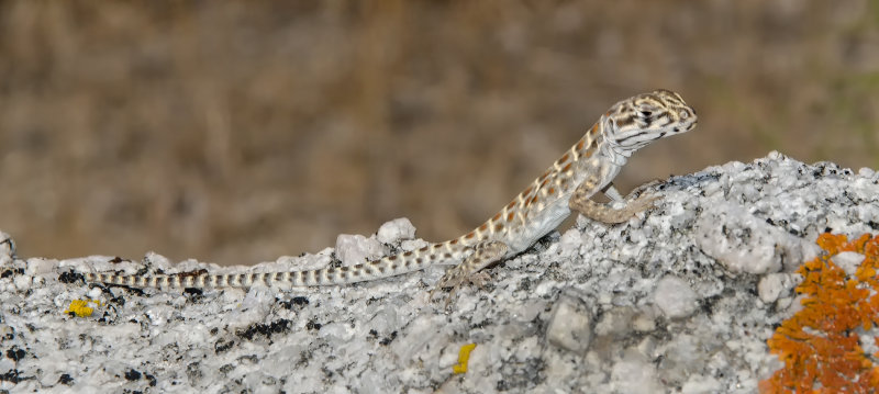 DSC_9214a.jpg
