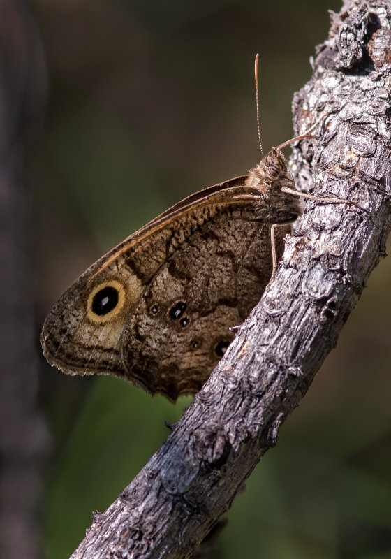 DSC_9708a.jpg