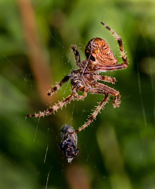 DSC_9839a.jpg